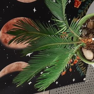 Sandy the live Sega Palm